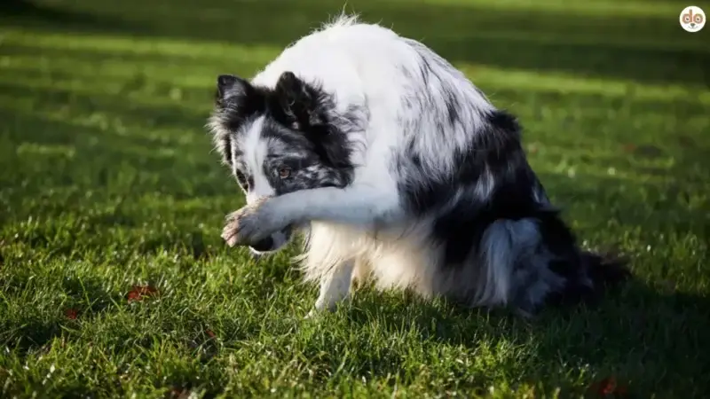 Tolle Hundewitze in 4 Kategorien