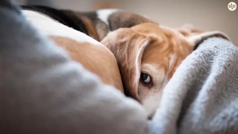 Hund lässt sich nicht anfassen, liegt mit schüchternem Blick im Körbchen