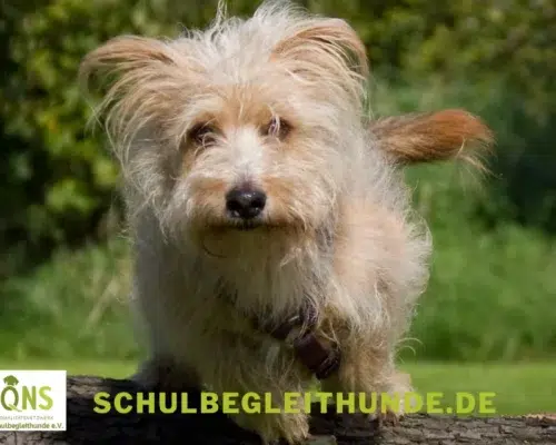 Schulbegleithunde