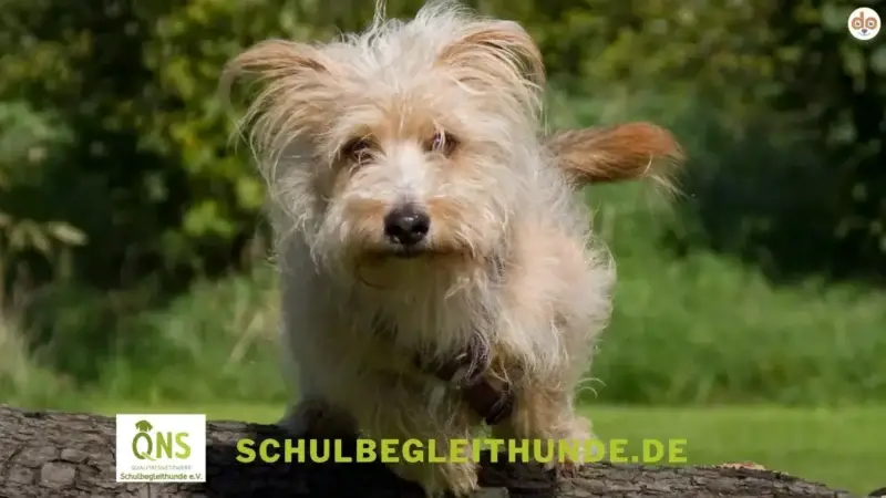 Vorstellung des Vereins “Qualitätsnetzwerk Schulbegleithunde e.V.”
