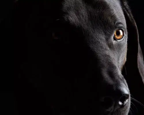 Schwarzer Labrador in der Dunkelheit, die Nachtsicht von Hunden