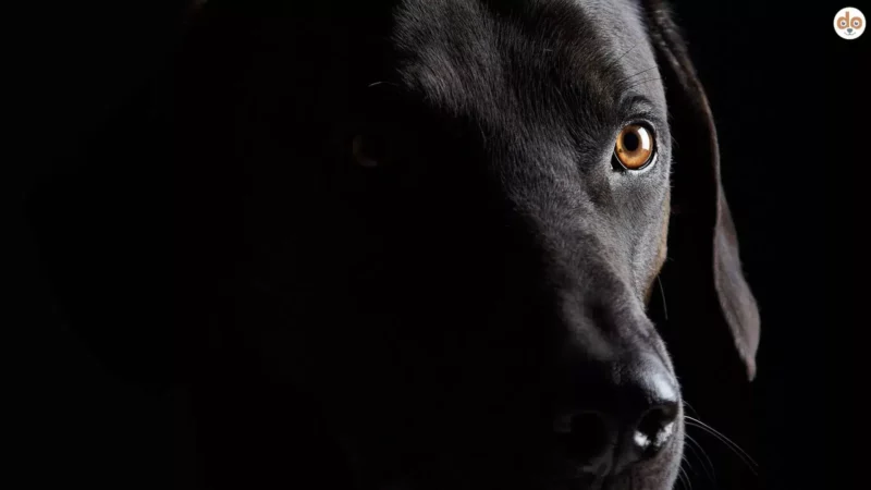 Was sehen Hunde im Dunkeln? – Ein Blick auf die Nachtsicht unserer Vierbeiner