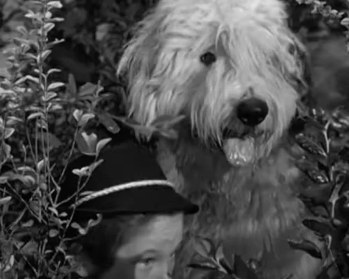 Shaggy Dog