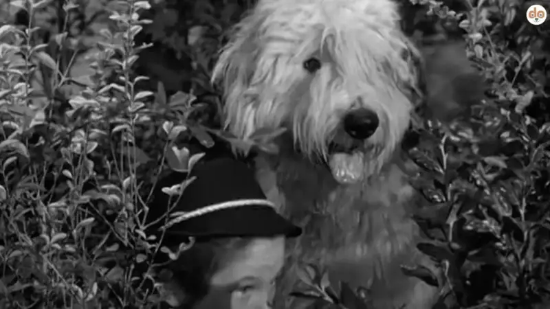 Wilby Daniels aus The Shaggy Dog (1959): Der unvergessliche Old English Sheepdog