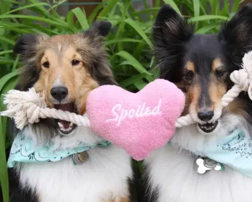 National Spoil Your Dog Day