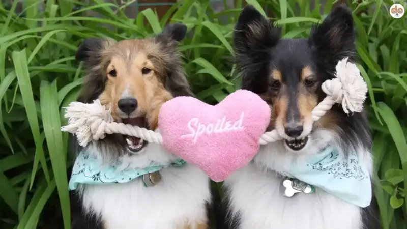 National Spoil Your Dog Day: Ein Tag nur für deinen Hund