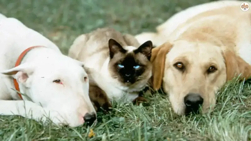Luath aus The Incredible Journey (1963): Der mutige Labrador Retriever auf einer epischen Reise