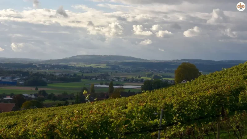 Thurthal - Reben