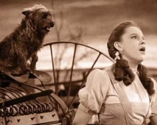 Toto aus “The Wizard of Oz”