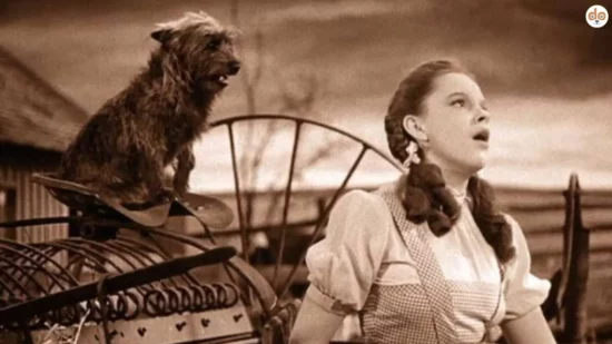 Toto aus “The Wizard of Oz”