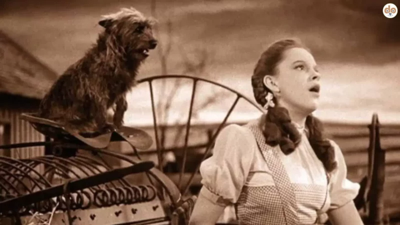 Toto aus “The Wizard of Oz” (1939): Der berühmteste Cairn Terrier der Filmgeschichte