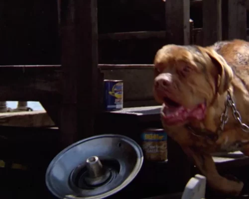 Turner aus Hooch