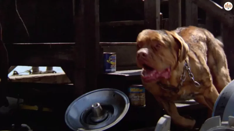 Hooch aus Turner & Hooch (1989): Der liebenswerte Dogue de Bordeaux und seine unvergessliche Rolle