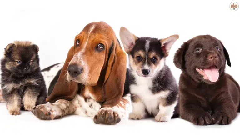 Verschiedene Welpen