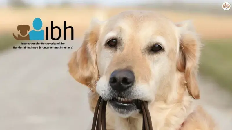 Vorstellung des “Internationaler Berufsverband der Hundetrainer und Hundeunternehmer (IBH) e.V.”