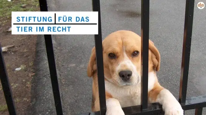 Vorstellung der Stiftung Tier im Recht