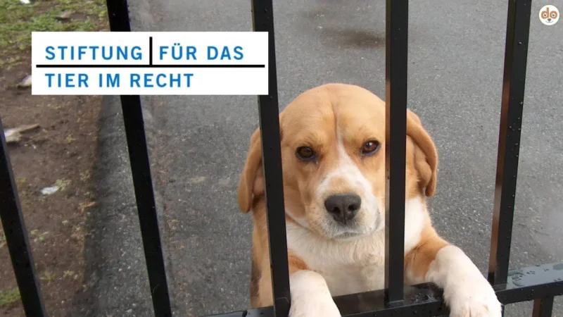 Vorstellung der “Stiftung für das Tier im Recht” (TIR)
