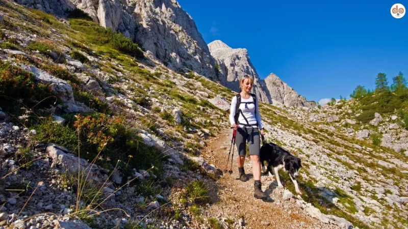 Wandern mit Hund: Vorbereitung, Planung, Ausrüstung