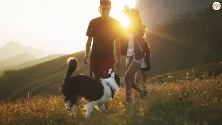 Wandern mit Hund und Familie in den Bergen