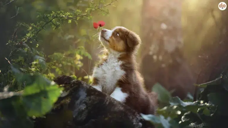 Welpe riecht an einzelner Blumenblüte im Wald, Beitrag zu Hundeparfum von D&G