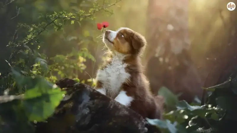 Hundeparfum von Dolce & Gabbana: Ist der neue Trend wirklich gut für deinen Hund?