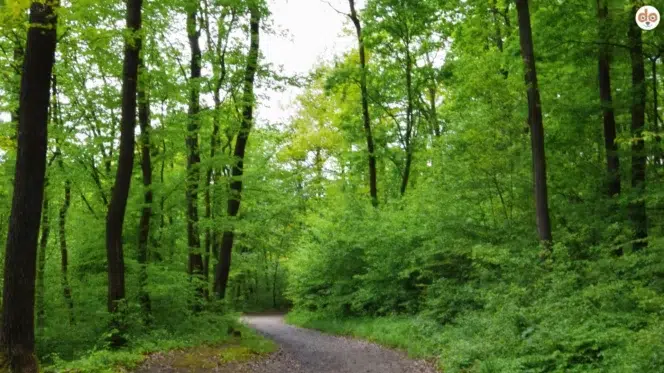 Wienerwald