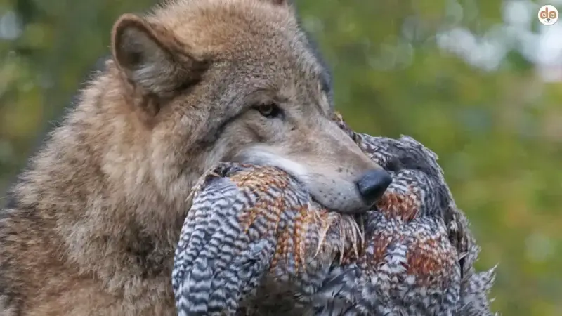 Barfen nach Prey: Eine naturnahe Fütterungsmethode für Hunde