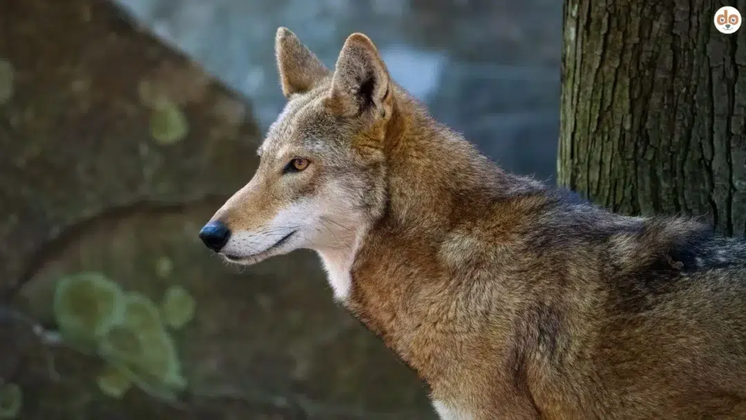 Der Wolf in der Schweiz
