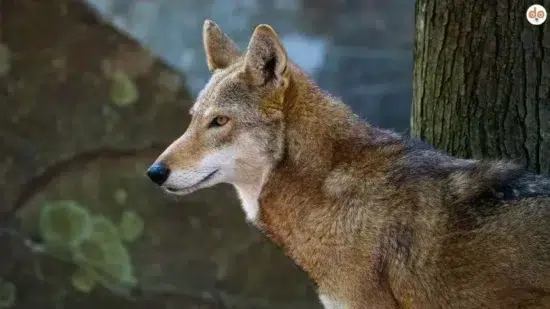 Der Wolf in der Schweiz