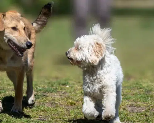Zwei Hunde am laufen und wirkt als sprechen sie miteinander