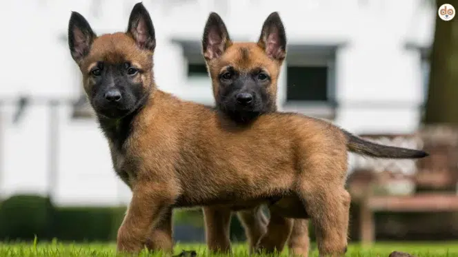 Zwei Malinois Welpen schauen aufmerksam