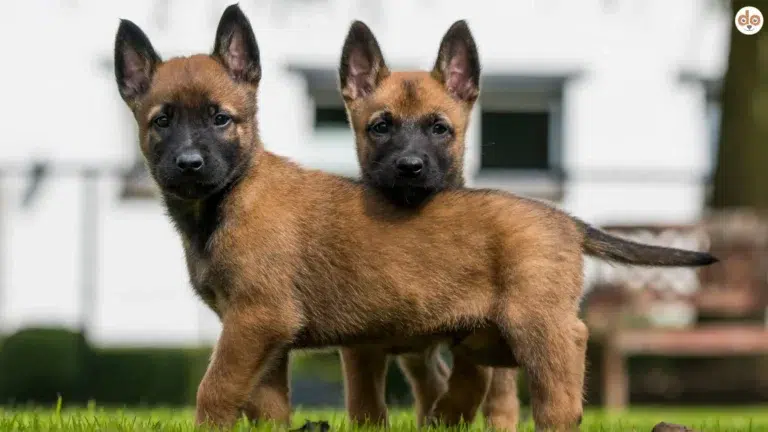 Zwei Malinois Welpen schauen aufmerksam