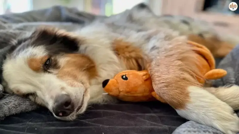 Entspannungstraining für den Hund