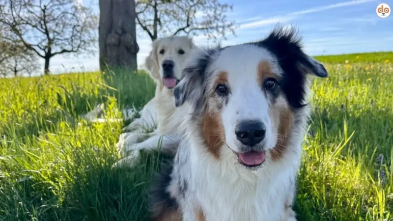 Warum Hunde starren: Ein umfassender Ratgeber zu Hundeblicken und Kopfneigen