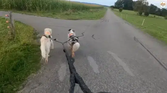 Mailo & Sunny DogBoarding auf Strasse