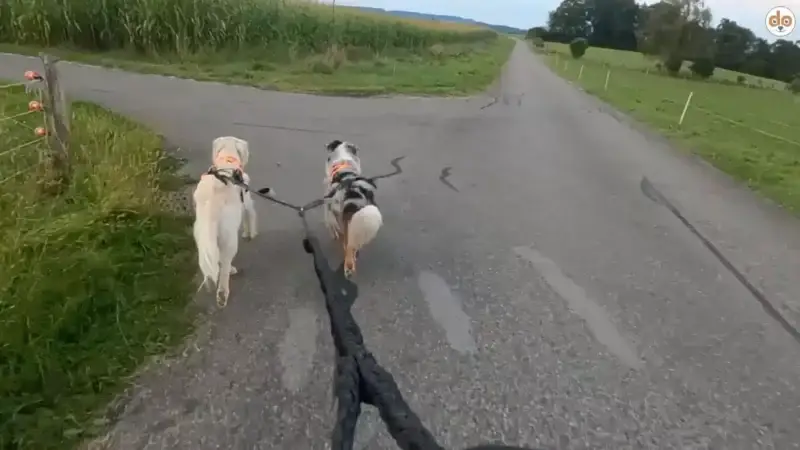 DogBoarding: Der neue Trend im Zugsport mit Hunden