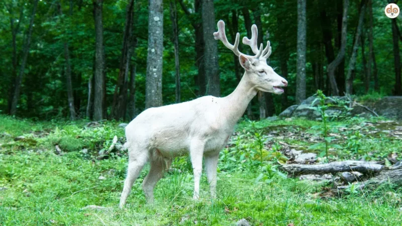 Hirsch