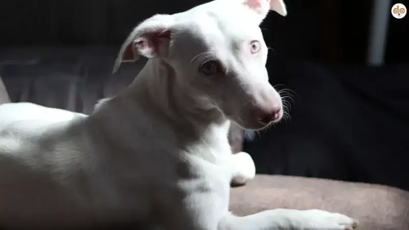 Albinismus bei Hunden: Mythen, Fakten und die beste Pflege