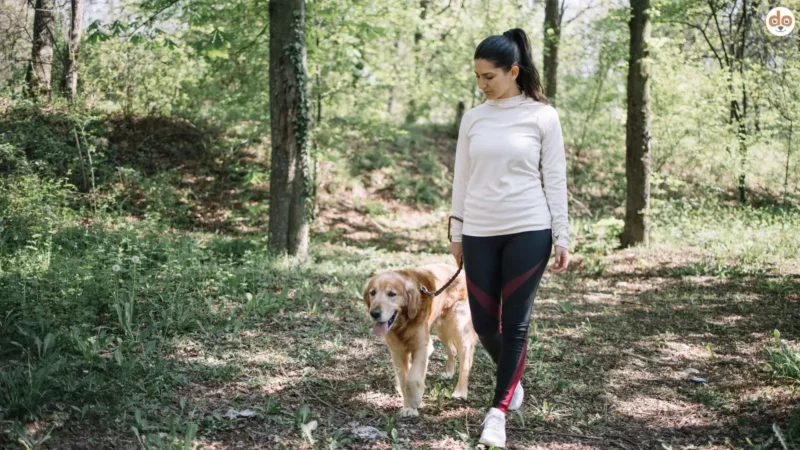 SlowMo Spaziergang mit Deinem Hund: Gemeinsam zur Ruhe finden