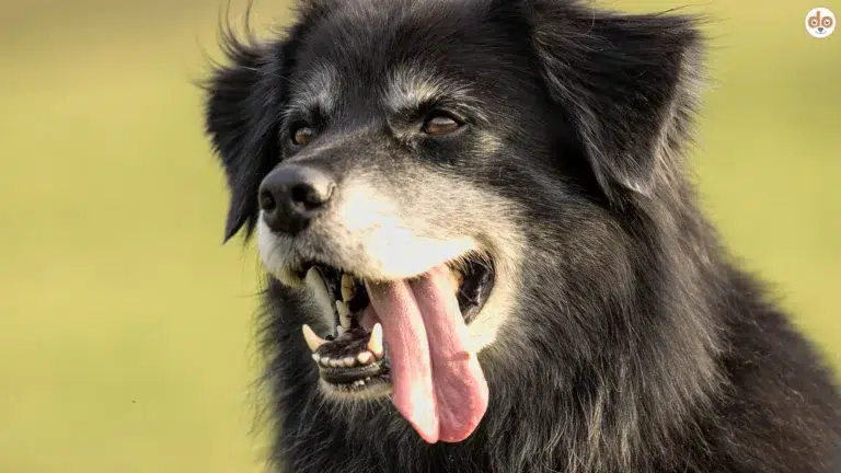 Alterserscheinungen bei Hunden, Seniorhund mit schwarzem Fell und grauen Haaransätzen