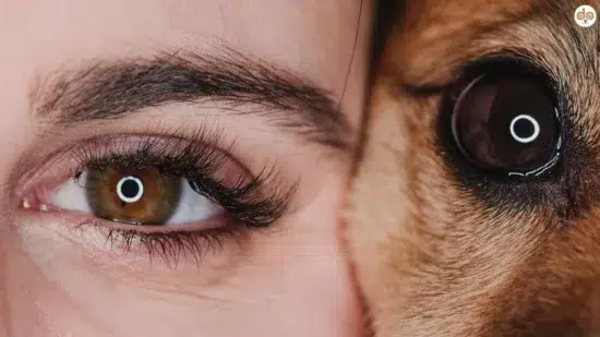 Das Auge von Mensch & Hund