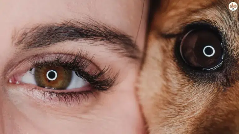 Das Auge von Mensch & Hund