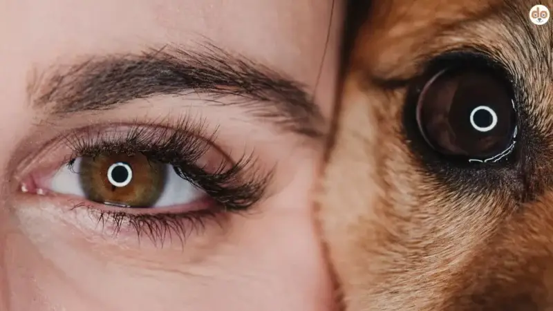 Wie Hunde sehen – Vergleich des Rundumblicks mit dem Menschen