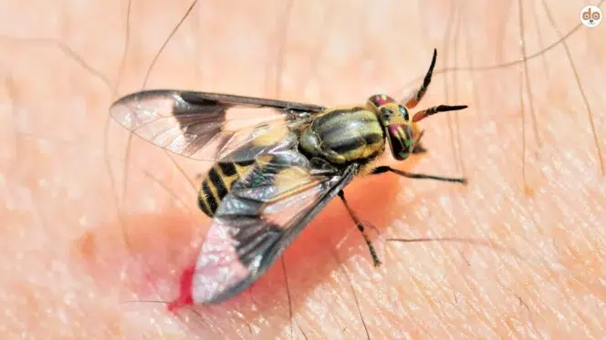 Beißfliegen
