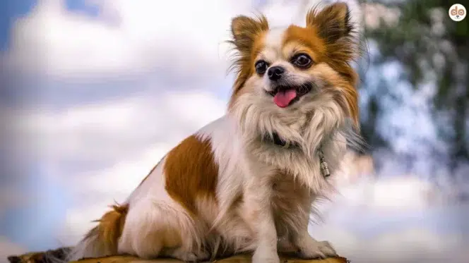 Chihuahua posiert