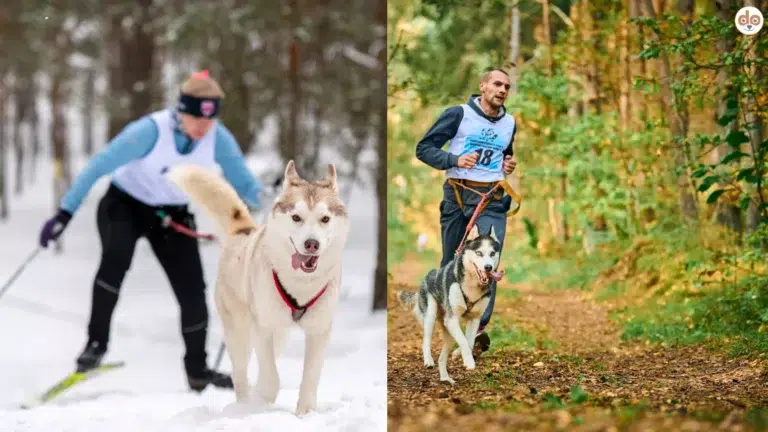 2 Fotos nebeneinander links Skijöring rechts Canicross Hunde Zugsport