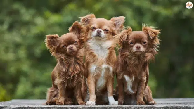 Drei Chihuahua