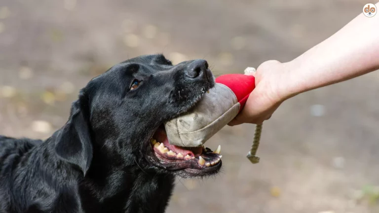 Dummytraining Dummy an Hund geben