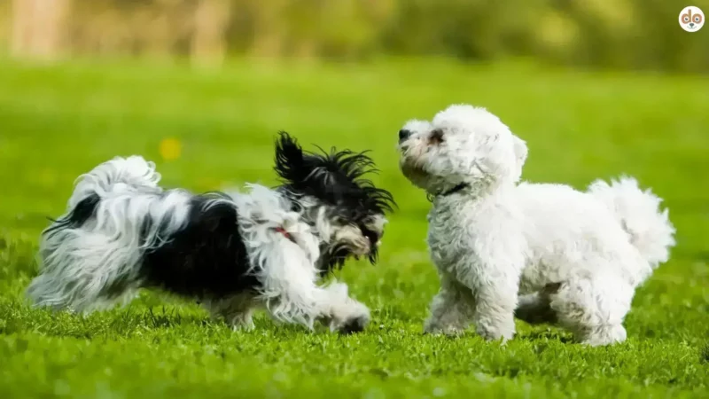 Fiddeln bei Hunden: Was es bedeutet und wie Du damit umgehst