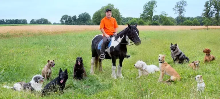 Ausbildungs & Resozialisierungs Zentrum für Hunde im Tecklenburger Land - grueter emotionheader